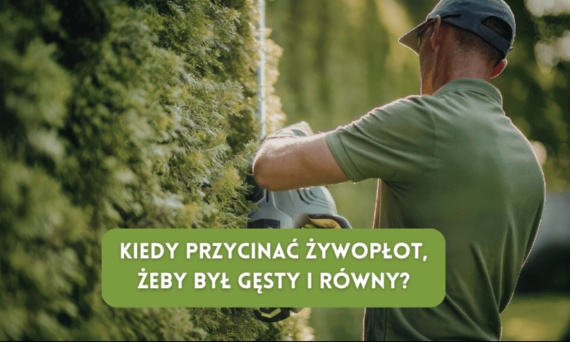 Kiedy przycinać żywopłot, żeby był gęsty i równy?